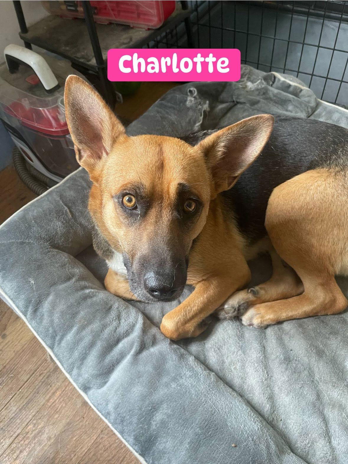 adoptable Dog in Alexander, AR named Charlotte