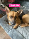 adoptable Dog in  named Charlotte