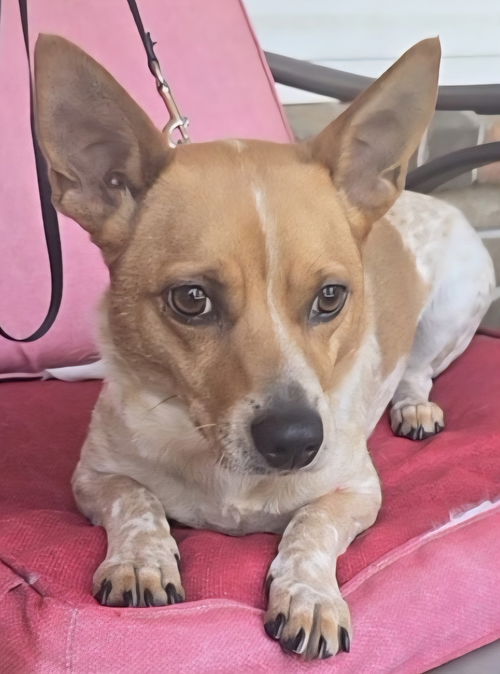 Charlie (female)