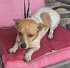 Charlie (female)