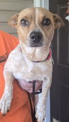 Charlie (female)