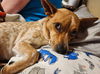 Charlie (female)