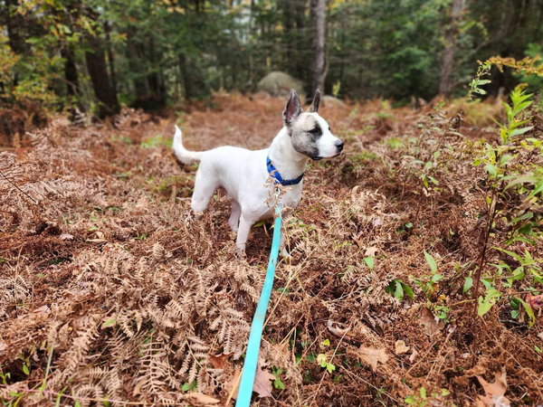Malcolm *URGENT- No adoption fee!