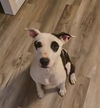 Darla