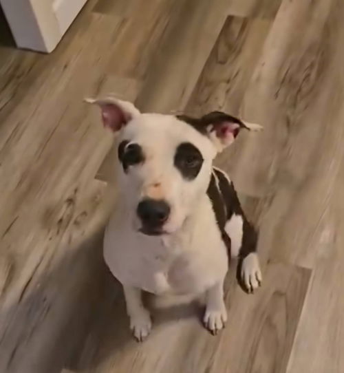 Darla