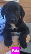 adoptable Dog in  named Fala