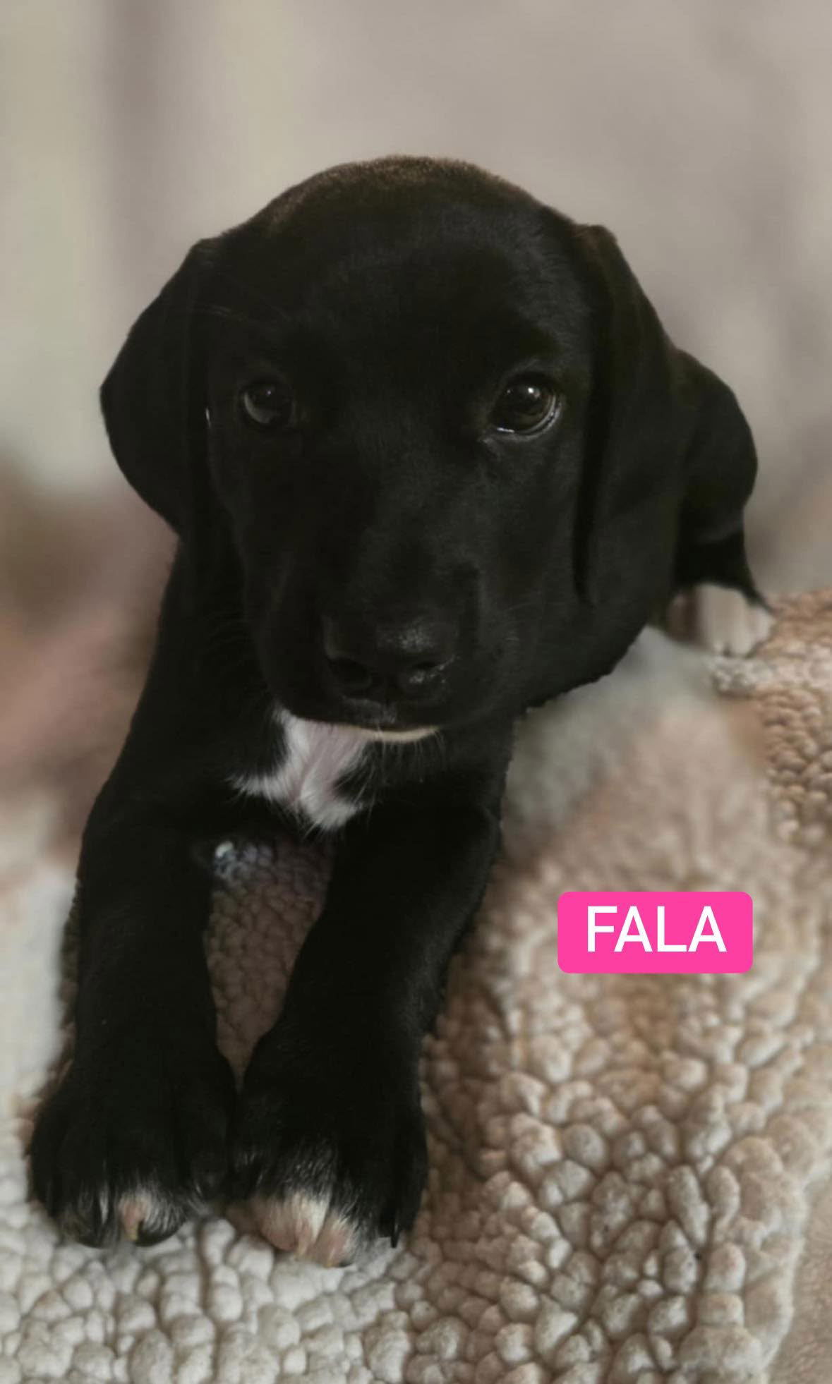 adoptable Dog in Alexander, AR named Fala