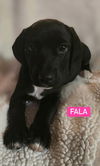 adoptable Dog in Alexander, AR named Fala