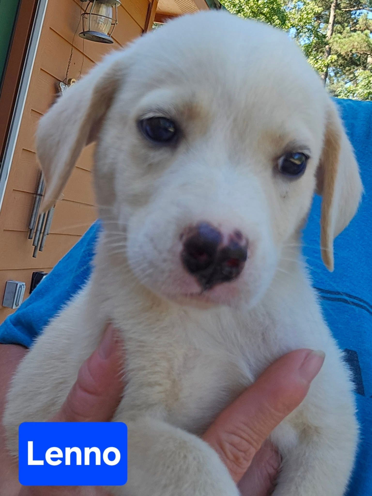 adoptable Dog in Alexander, AR named Lenno
