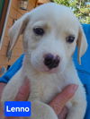 adoptable Dog in alexander, AR named Lenno