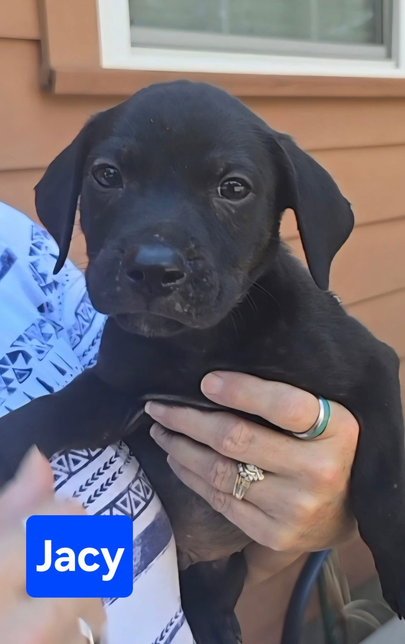 adoptable Dog in Alexander, AR named Jacy