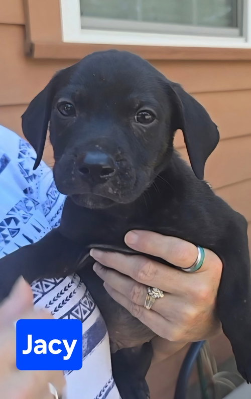 Jacy *adoption pending