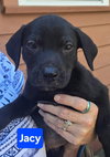 Jacy *adoption pending