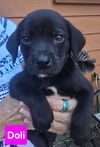 adoptable Dog in  named Doli