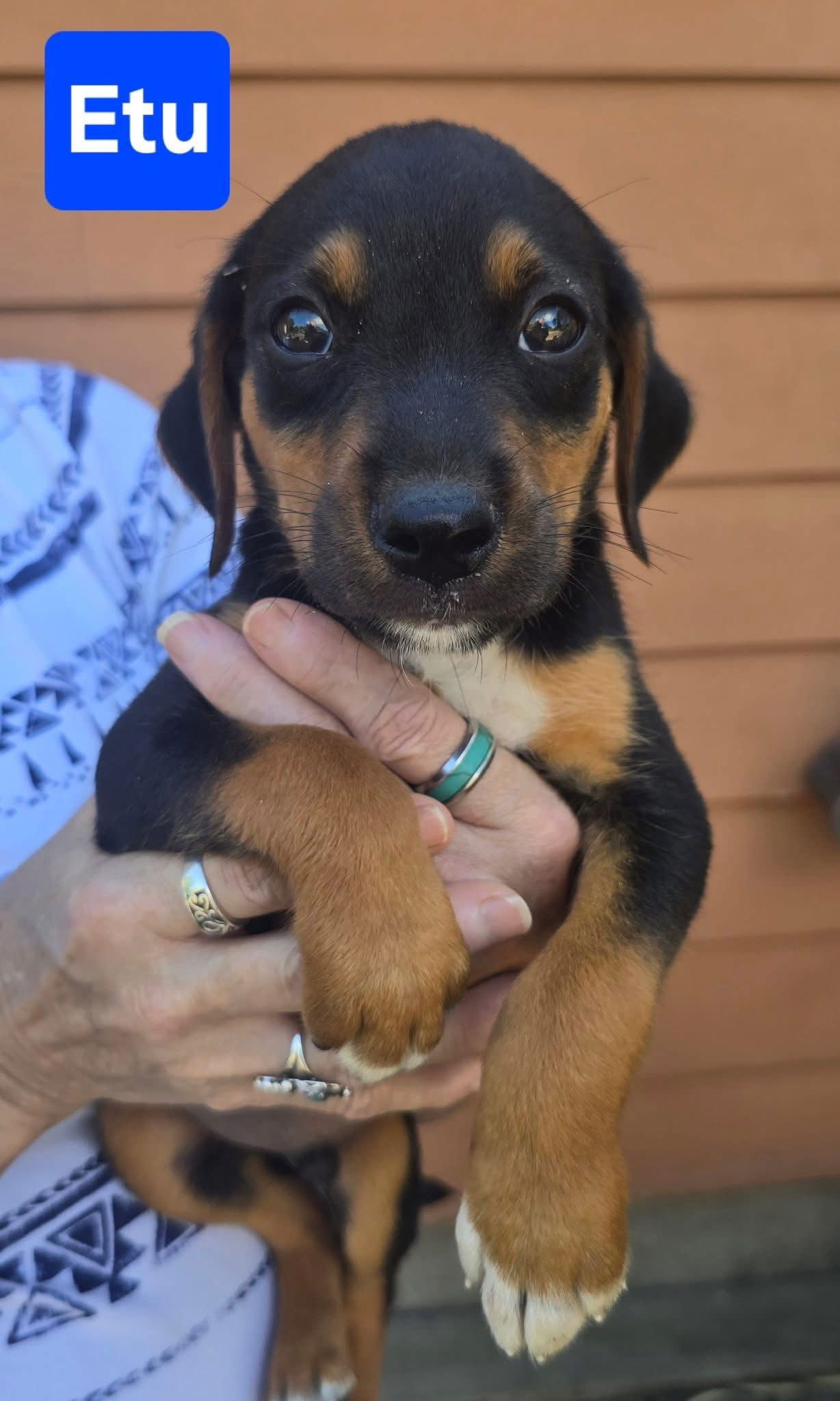 adoptable Dog in Alexander, AR named Etu