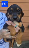 adoptable Dog in  named Etu