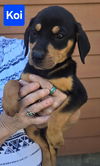 adoptable Dog in alexander, AR named Koi