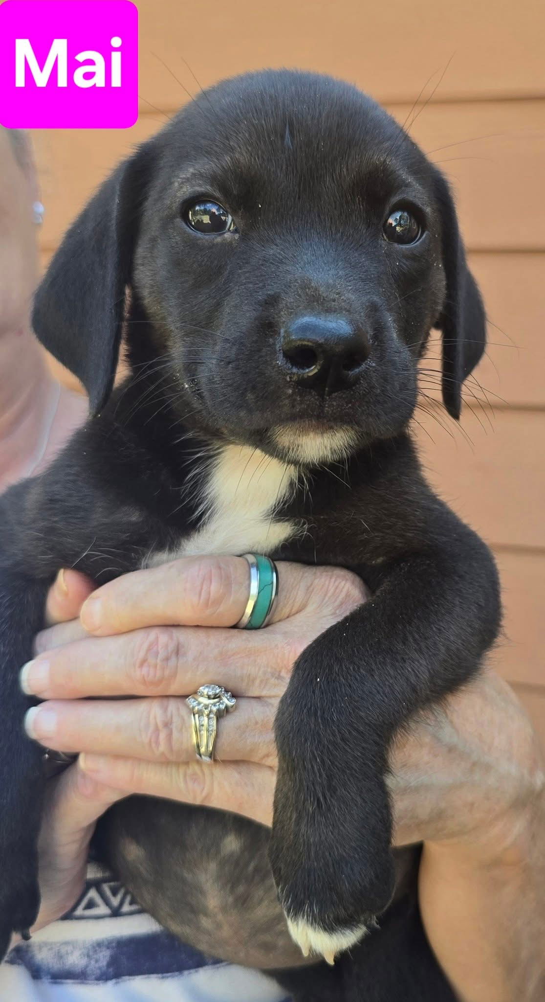 adoptable Dog in Alexander, AR named Mai