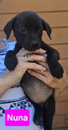 adoptable Dog in  named Nuna