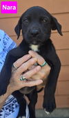 adoptable Dog in  named Nara