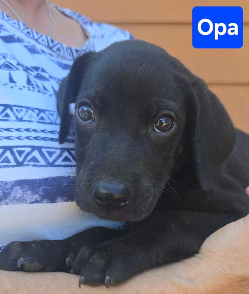 Opa