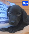 adoptable Dog in  named Opa
