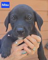 adoptable Dog in alexander, AR named Misu