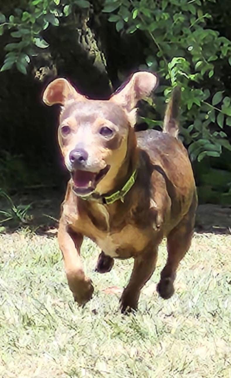 adoptable Dog in Alexander, AR named Abel