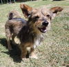 adoptable Dog in  named Cain
