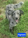 adoptable Dog in  named Figment