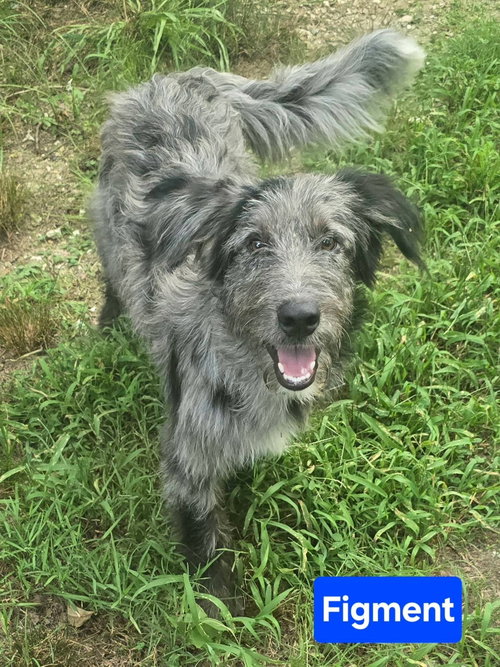 Figment *adoption pending