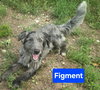 Figment *adoption pending