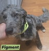 Figment *adoption pending