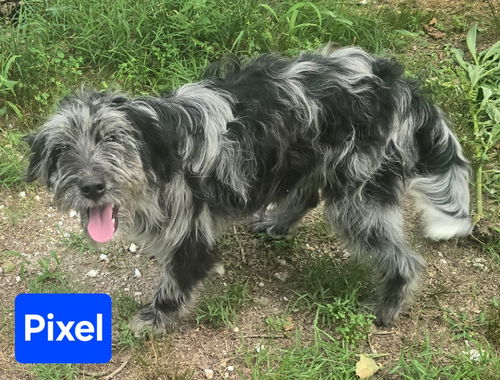 Pixel