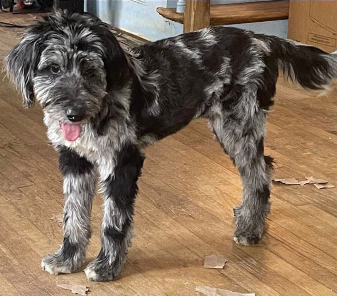 adoptable Dog in Alexander, AR named Pixel