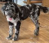 adoptable Dog in  named Pixel