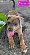 adoptable Dog in  named Pimiento *adoption pending