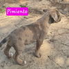 Pimiento