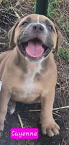 Cayenne