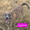 Cayenne