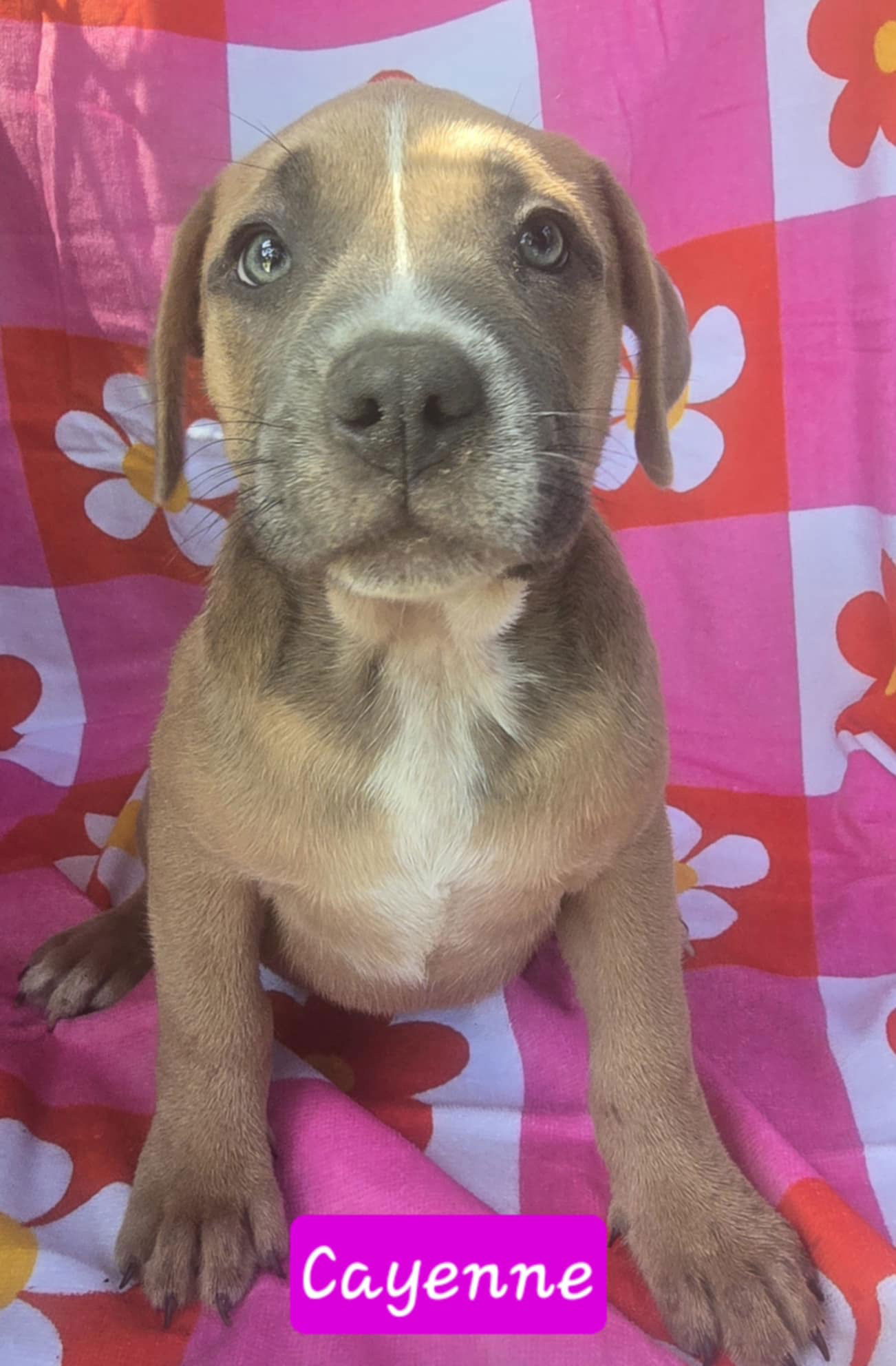 adoptable Dog in Alexander, AR named Cayenne