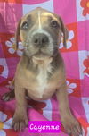 adoptable Dog in  named Cayenne