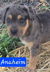 adoptable Dog in  named Anaheim