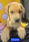adoptable Dog in alexander, AR named Jalapeno