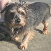 adoptable Dog in  named Felix