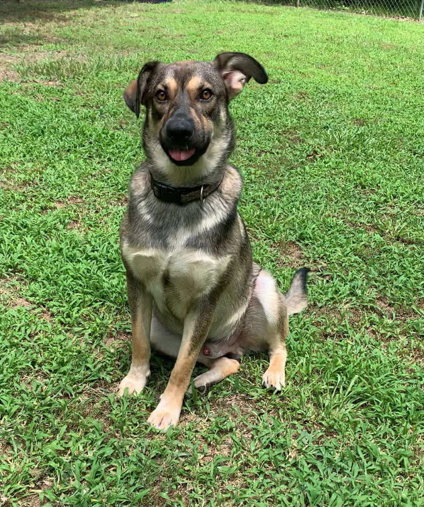 adoptable Dog in Alexander, AR named Scooby