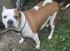 adoptable Dog in  named Sophia