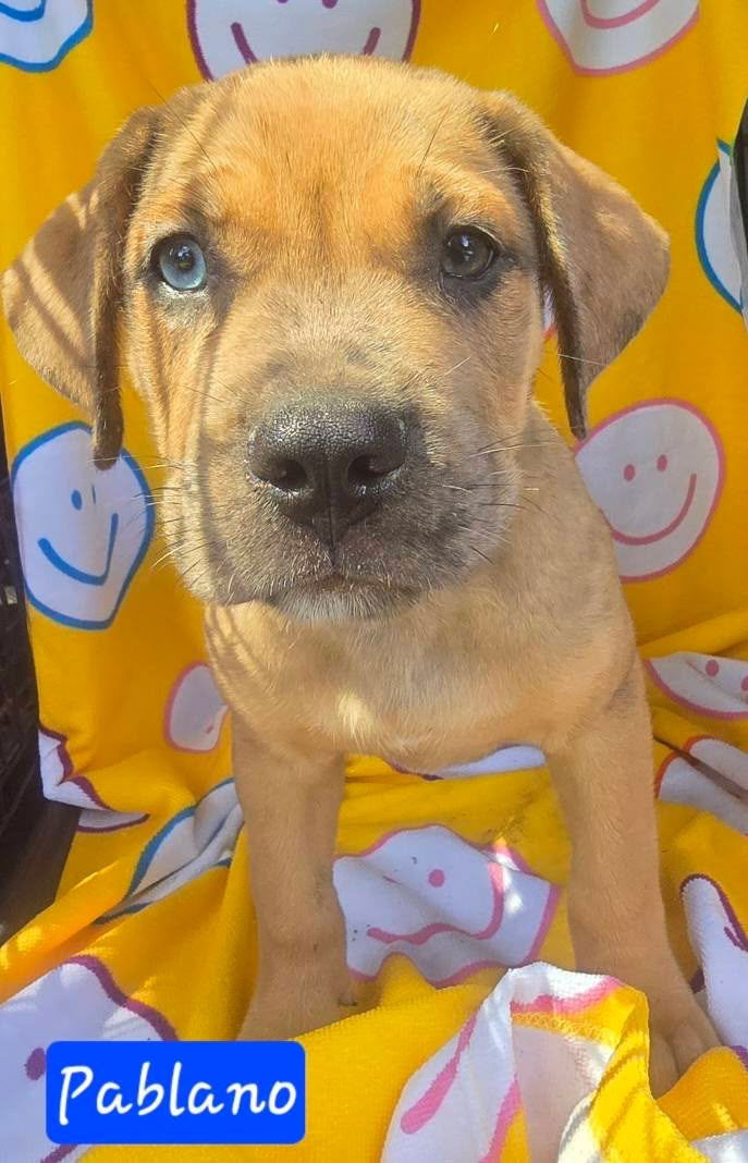 adoptable Dog in Alexander, AR named Pablano