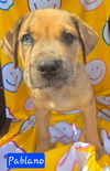 adoptable Dog in  named Pablano