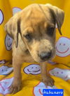 adoptable Dog in  named Habanero